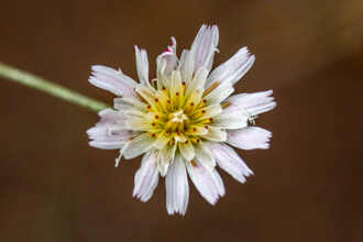 Image of Cliff Aster Malacothrix saxatilis 