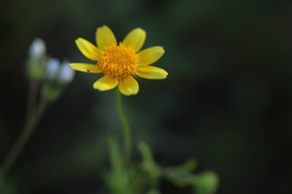 Image of California Goldfields Lasthenia californica