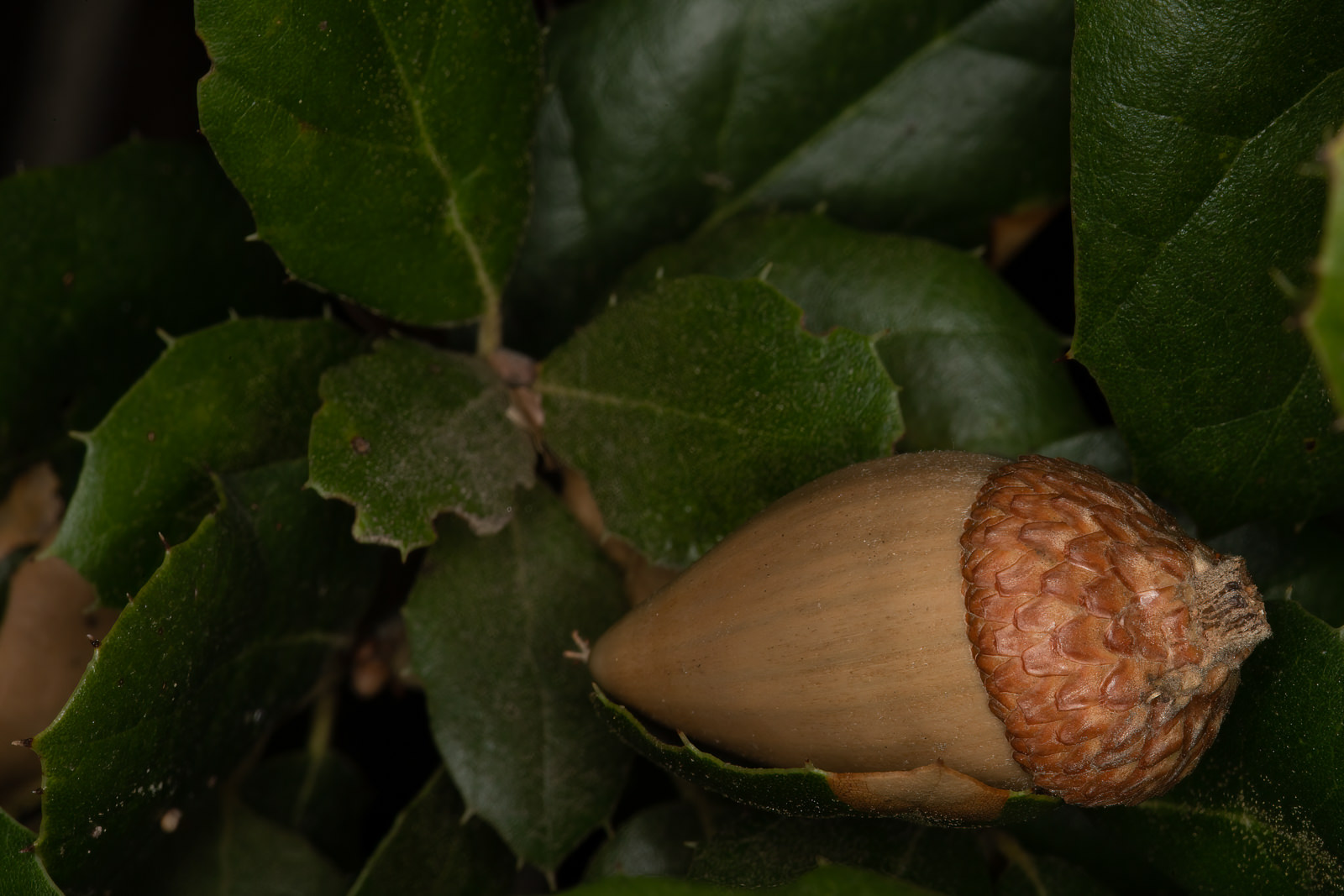 Image of Coastal Live Oak Quercus agrifolia