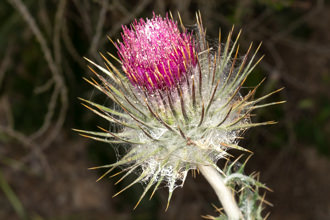 Image of Cobweb Thistle Cirsium occidentale