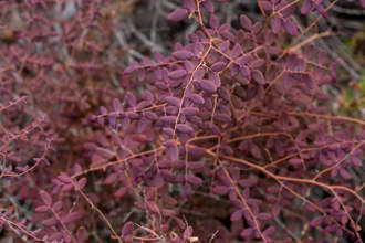 Image of Coffee Fern Pellaea andromedifolia