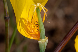 Image of Collarless Poppy Eschscholzia caespitosa