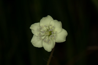 Image of Cream Cups Platystemon californicus