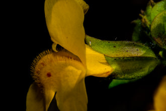 Image of Creek Monkey Flower Erythranthe guttata