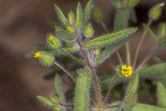 Image of Downy Monkey Flower Erythranthe pilosus