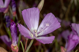 Image of Farewell-to-Spring Clarkia bottae