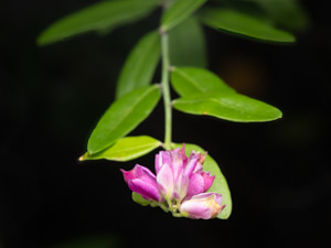 Image of Milkwort Polygala cornuta