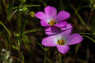 Image of Fringed Linanthus Linanthus dianthiflorus