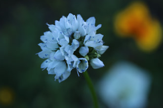 Image of Globe Gilia Gilia capitata