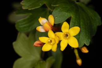 Image of Golden Currant Ribes aureum