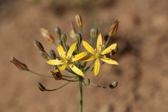 Image of Golden Star Bloomeria crocea