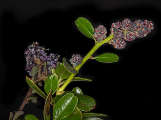 Image of Greenbark Ceanothus Ceanothus spinosus