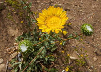 Image of Gum Plant Grindelia camporum