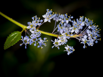 Image of Hairy Leaved Ceanothus Ceanothus oliganthus