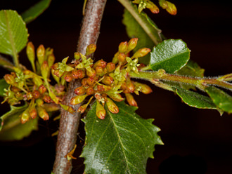 Image of Holly Leaf Red Berry Rhamnus ilicifolia
