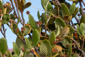 Image of Mountain Mahogany Cercocarpus betuloides