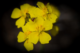 Image of Peak Rush Rose Crocanthemum scoparium