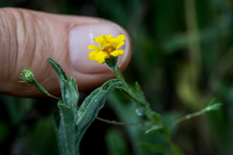 Image of Lyons Pentachaeta Pentachaeta lyonii