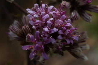 Image of Perezia, Sacapellote Acourtia microcephala