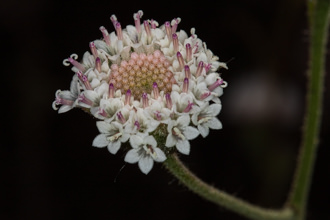 Image of Pin Cushion Chaenactis artemisiifolia