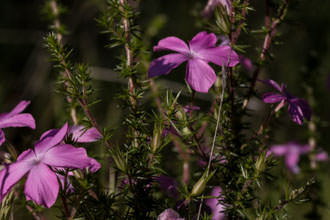 Image of Prickly Phlox Linanthus californicus