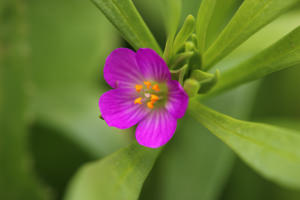 Image of Red Maids Calandrinia menziesii