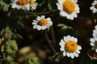 Image of Rock Daisy Perityle emoryi