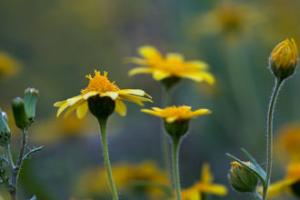 Image of Royal Goldfields Lasthenia coronaria