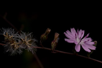 Image of San Diego Milk-aster Stephanomeria diegensis