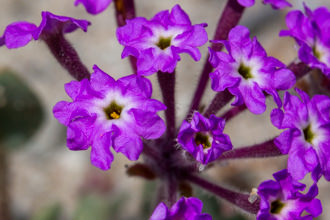 Image of Sand Verbena Abronia maritima