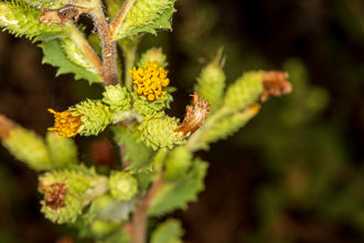 Image of Sawtooth Goldenbush Hazardia squarrosa