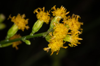 Image of Scale Broom Lepidospartum squamatum