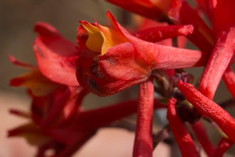 Image of Scarlet Larkspur Delphinium cardinale