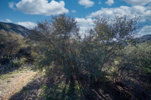 Image of Scrub Oak Quercus berberidifolia