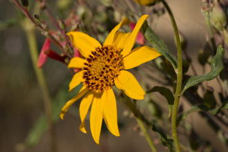 Other similar plants: 