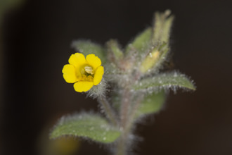 Image of Slimy Monkey Flower Erythranthe floribunda