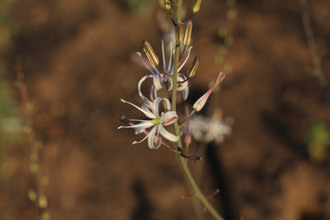 Image of Soap Plant Chlorogalum pomeridianum