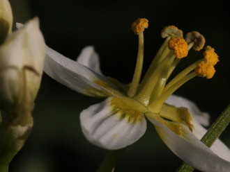 Image of Star Lily Toxicoscordion fremontii