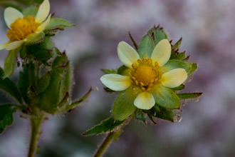 Image of Sticky Cinquefoil Drymocallis glandulosa