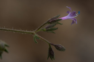 Image of Sticky Gilia, Stinky Gilia Allophylum glutinosum