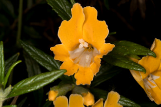 Image of Sticky Monkey Flower Diplacus longiflorus