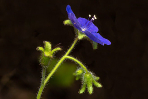 Image of Sticky Phacelia Phacelia viscida