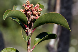 Image of Sugar Bush Rhus ovata