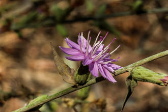 Image of Tejon Milk-Aster Stephanomeria cichoriacea