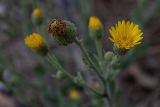 Image of Telegraph Weed Heterotheca grandiflora