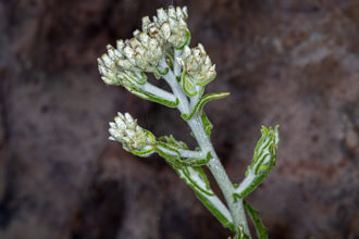 Image of Two Tone Everlasting Pseudognaphalium biolettii