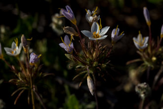 Image of Variable Linanthus Leptosiphon parviflorus