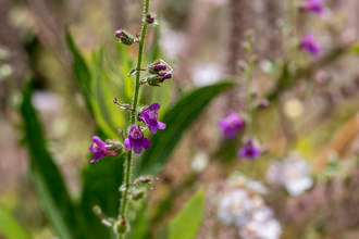 Image of Violet Snapdragon Antirrhinum nuttallianum