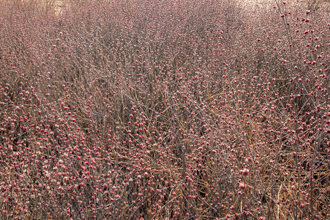 Image of Wand Buckwheat Eriogonum elongatum