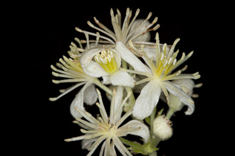Image of Western Virgins Bower Clematis ligusticifolia